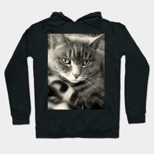 Kitteh Gets Her Daydream On Hoodie